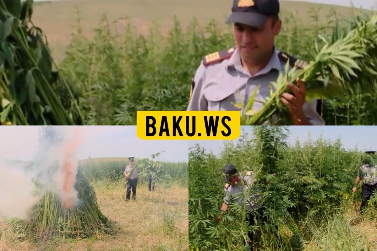 Külli miqdarda yabanı çətənə kolları aşkar edilərək yandırılıb – FOTO Külli miqdarda yabanı çətənə kolları aşkar edilərək yandırılıb – FOTO