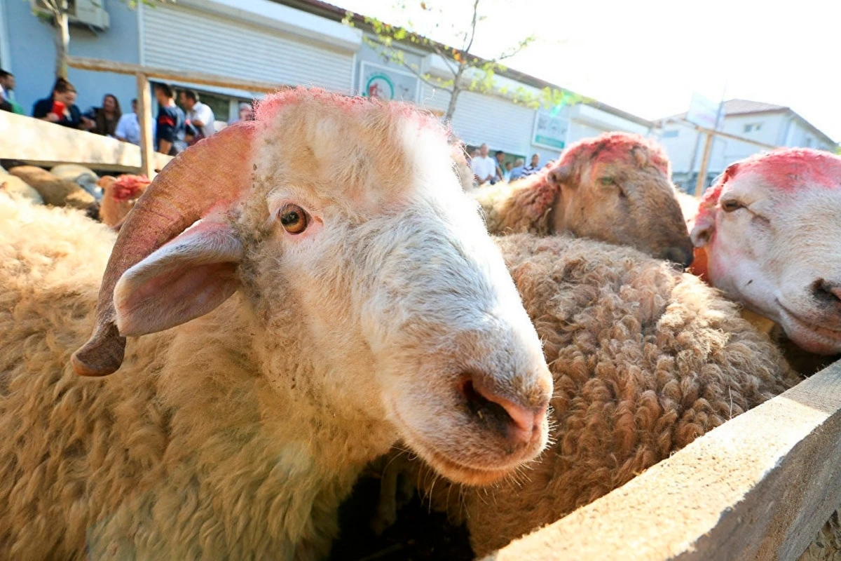 Azərbaycanda Qurban bayramı bu tarixdə qeyd olunacaq Azərbaycanda Qurban bayramı bu tarixdə qeyd olunacaq