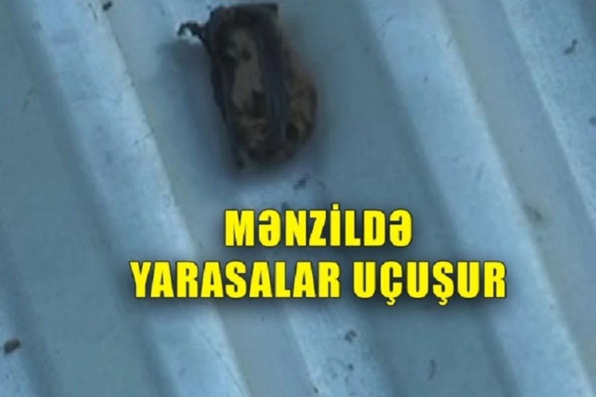 Bu ailə qəribə hadisə ilə üzləşib - Evdə yarasalar uçuşur - VİDEO