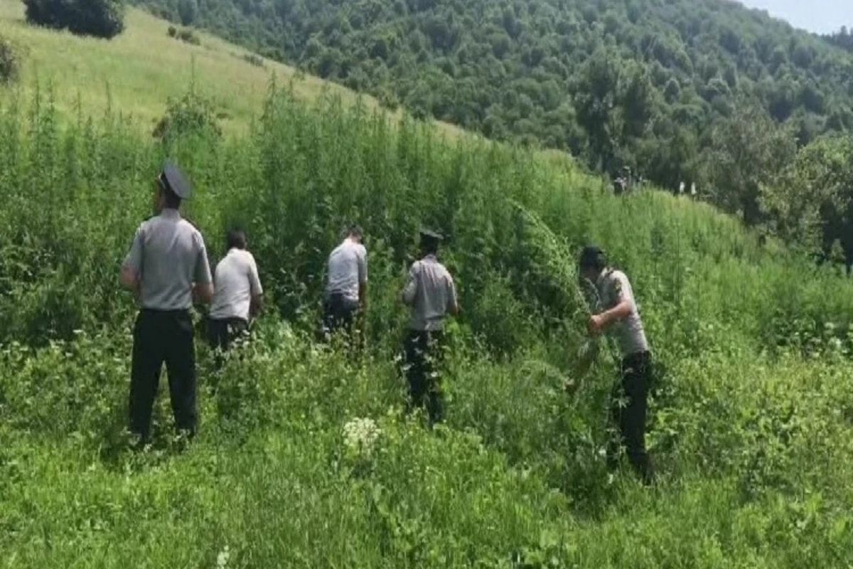 2 tondan çox narkotik tərkibli bitki tapıldı - FOTO