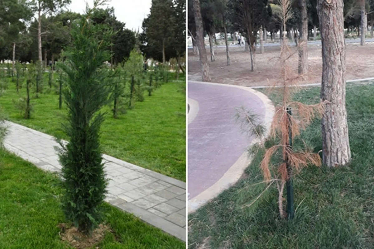 3 ay əvvəl açılışı olan parkın hazırkı vəziyyəti – FOTO 3 ay əvvəl açılışı olan parkın hazırkı vəziyyəti – FOTO