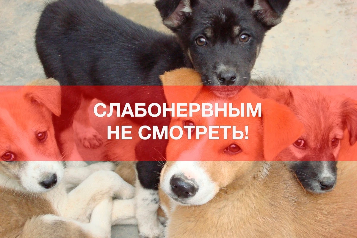 В Азербайджане на глазах у всех расстреляли собак - ВИДЕО