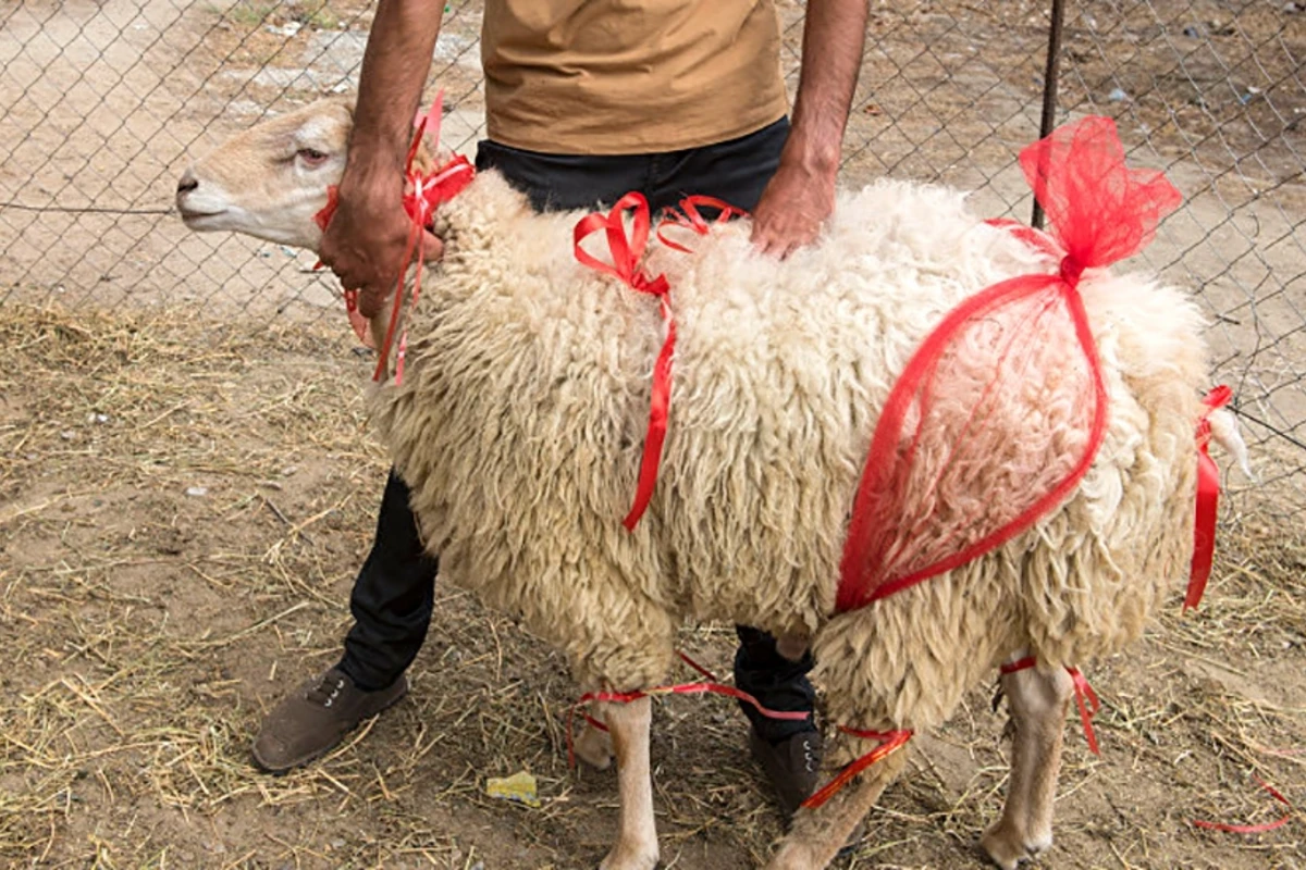 Qurban kəsmək istəyənlər üçün vacib XƏBƏR – VİDEO Qurban kəsmək istəyənlər üçün vacib XƏBƏR – VİDEO