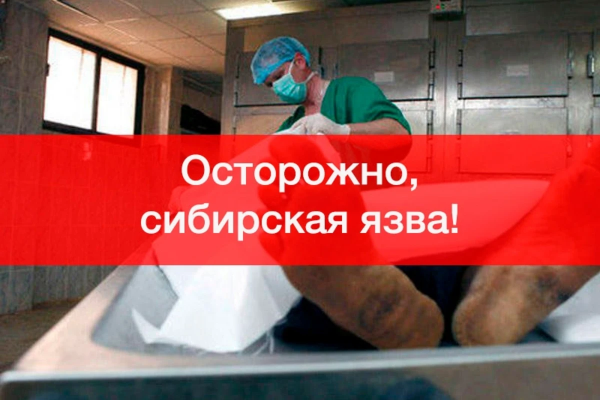 В Азербайджане обнаружена сибирская язва: УЖЕ ЕСТЬ ПЕРВАЯ ЖЕРТВА 