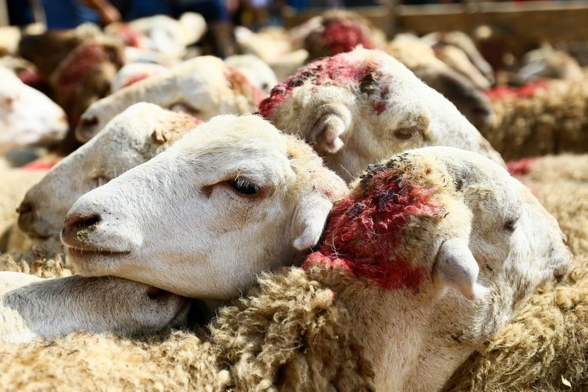Qurban kəsmək əsasən Məkkədə Həcc ziyarətində vacibdir - QMİ-dən TÖVSİYYƏLƏR Qurban kəsmək əsasən Məkkədə Həcc ziyarətində vacibdir - QMİ-dən TÖVSİYYƏLƏR