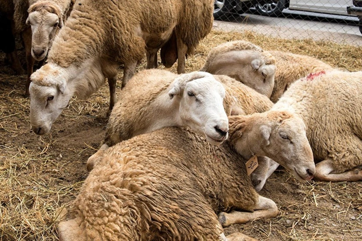Qurbanlıq heyvanın kəsim şərtləri hansıdır? - İlahiyyatçı cavab verir Qurbanlıq heyvanın kəsim şərtləri hansıdır? - İlahiyyatçı cavab verir