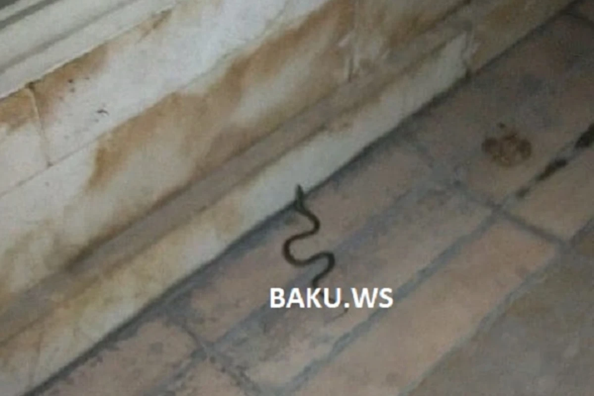Bakını ilanlar basıb – Bulvar və ticarət mərkəzlərində sürünürlər – VİDEO
