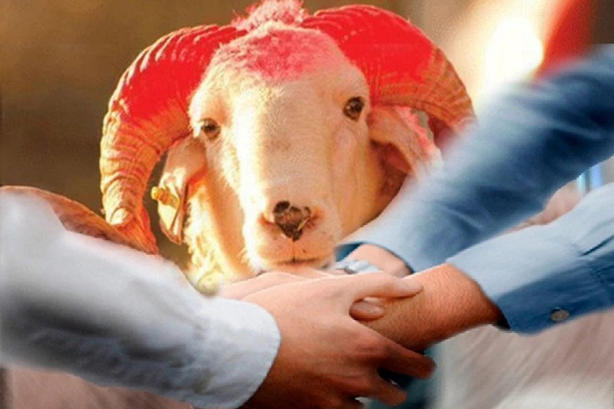 Şərikli halda qurban kəsmək olarmı?