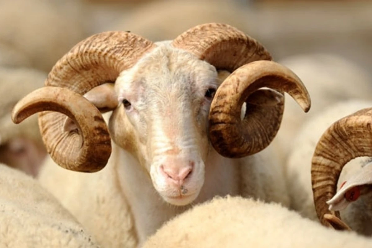 Azərbaycanda Qurban bayramıdır Azərbaycanda Qurban bayramıdır