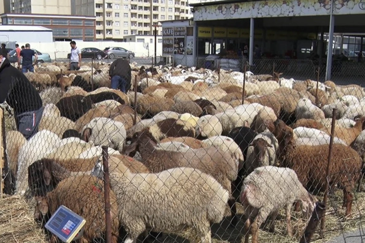 Bakıda heyvan kəsimi və satışı məntəqələrindən - VİDEOREPORTAJ Bakıda heyvan kəsimi və satışı məntəqələrindən - VİDEOREPORTAJ