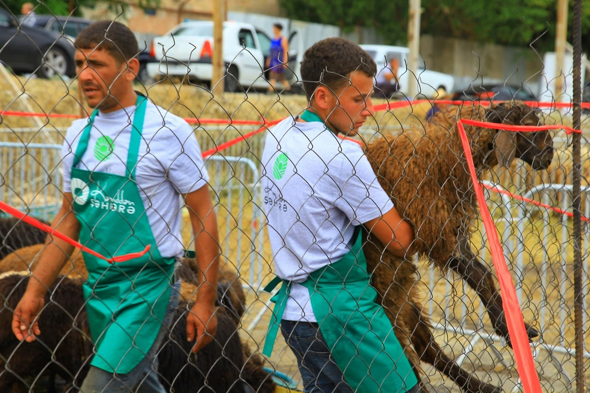 Qurbanlıq heyvanları onlayn sifariş etmək vətəndaşları razı salıb - VİDEO
