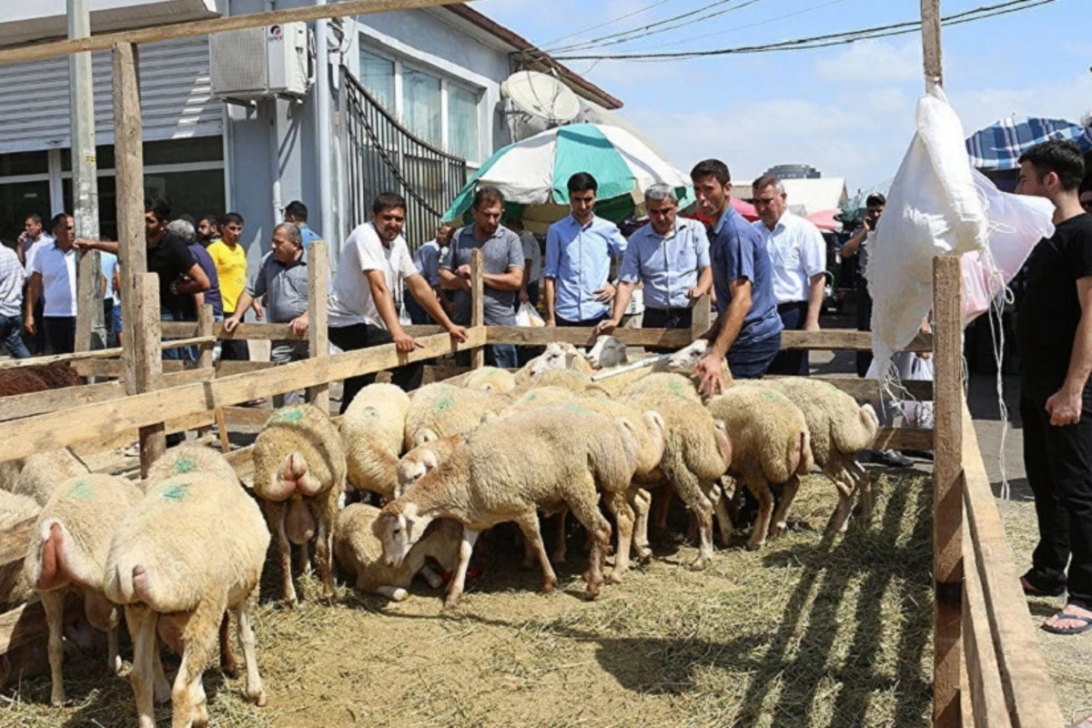 Qurbanlıq heyvan kəsilən yerlərdə dezinfeksiyaya başlanılıb