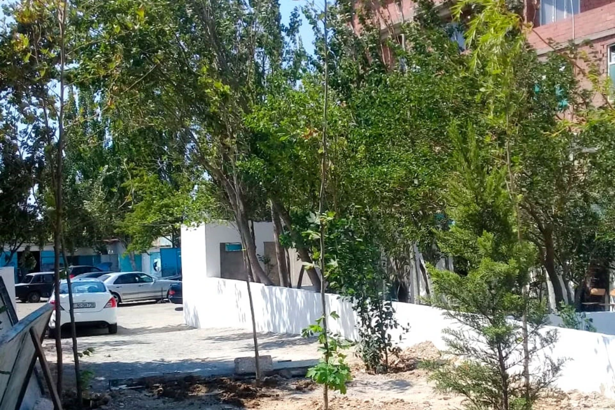 Bakıda Zeytunluqda nə baş verir?