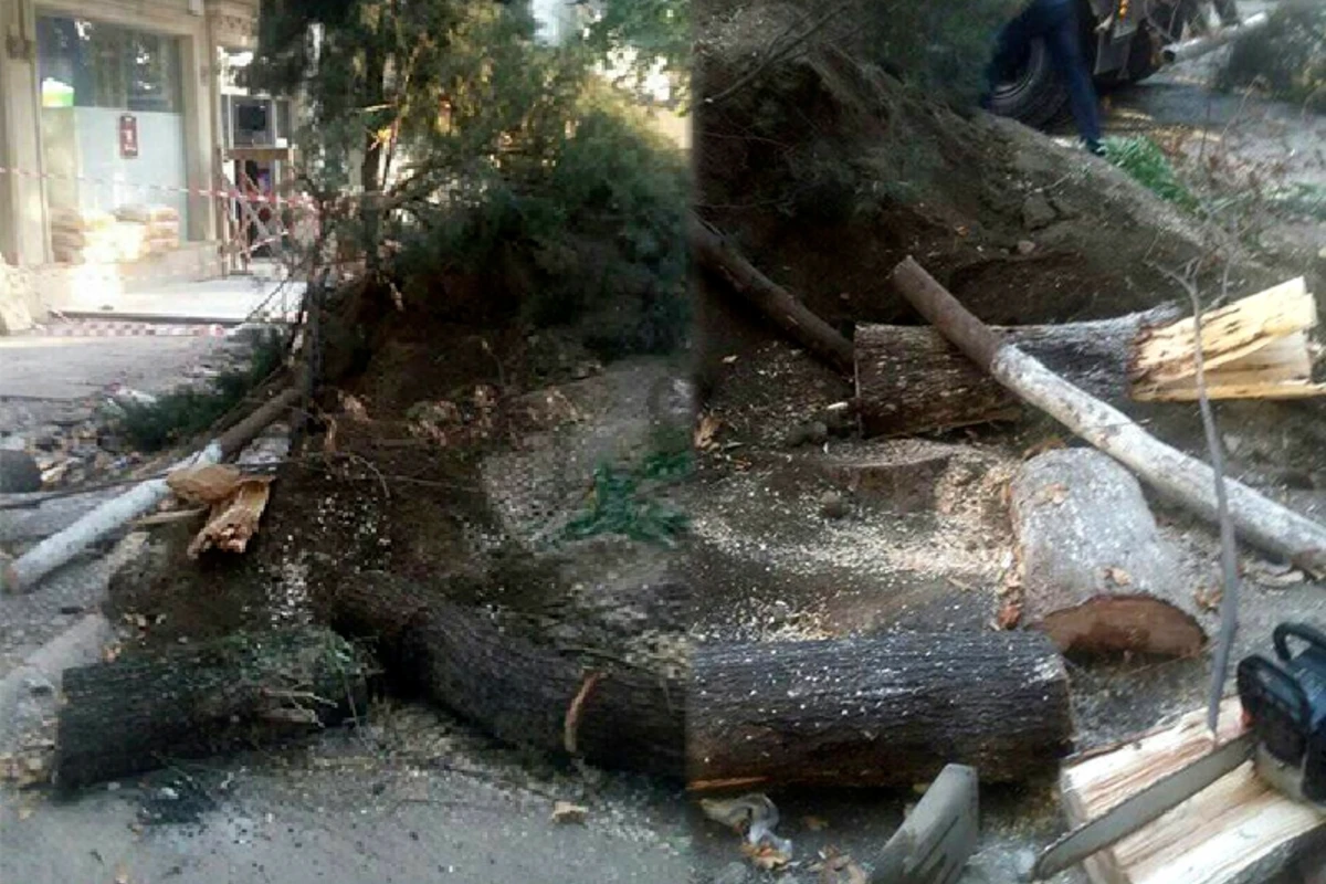 Tovuzda küknar ağaclarının kütləvi kəsilməsi faktı qeydə alınıb - FOTO