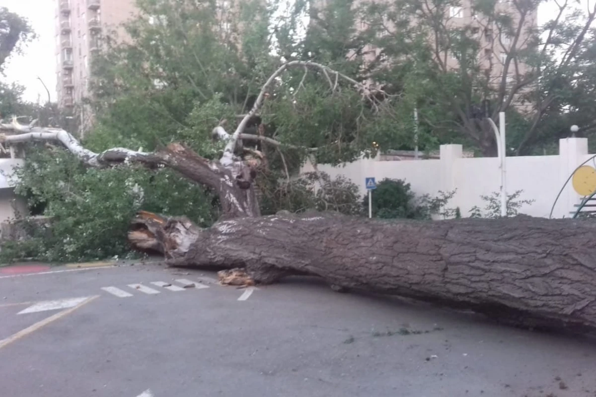 Azərbaycanda nəhəng ağac turist bazasına aşdı - FOTO