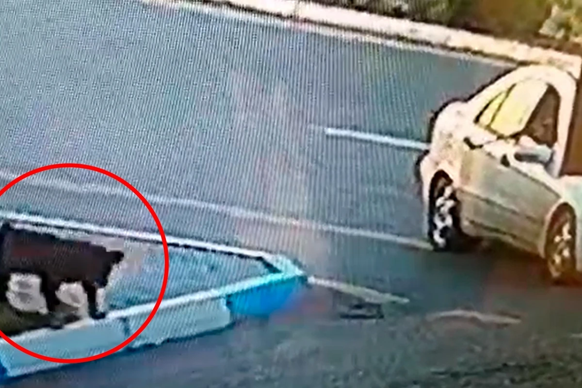 Зверский поступок живодера в Азербайджане -  ВИДЕО