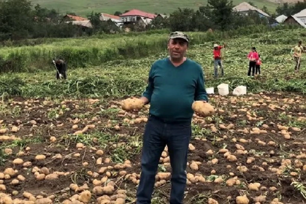 Выращенный в Азербайджане гигантский чудо-картофель взорвал Сеть - ФОТО