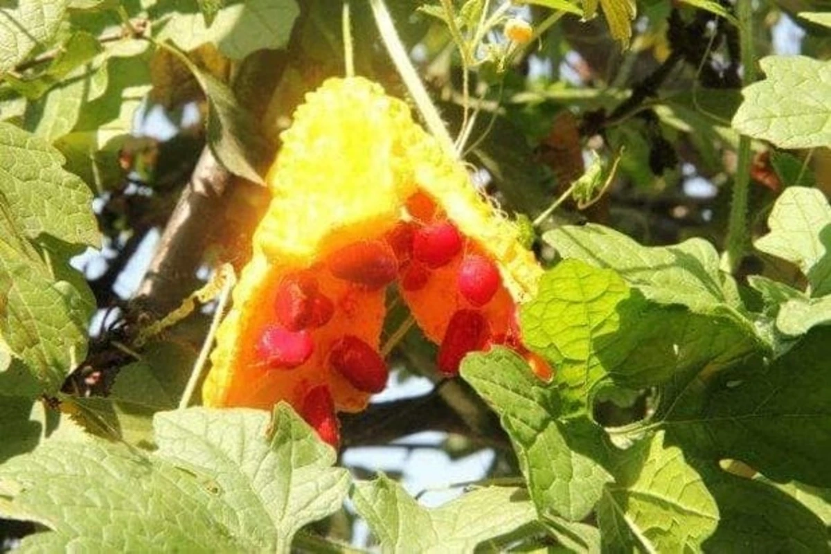 Göyçayda yetişdirilən hind narı ilə tanış olun - FOTO