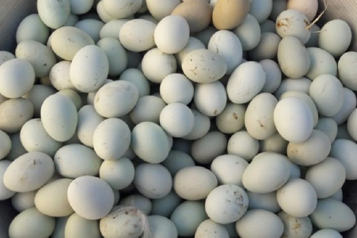 Biri 5 manata satılan yaşıl yumurta Azərbaycanda - Ağdan fərqi nədir?