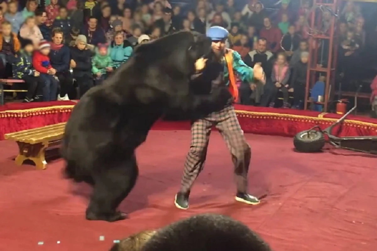 Медведь напал на дрессировщика на глазах у зрителей - ВИДЕО