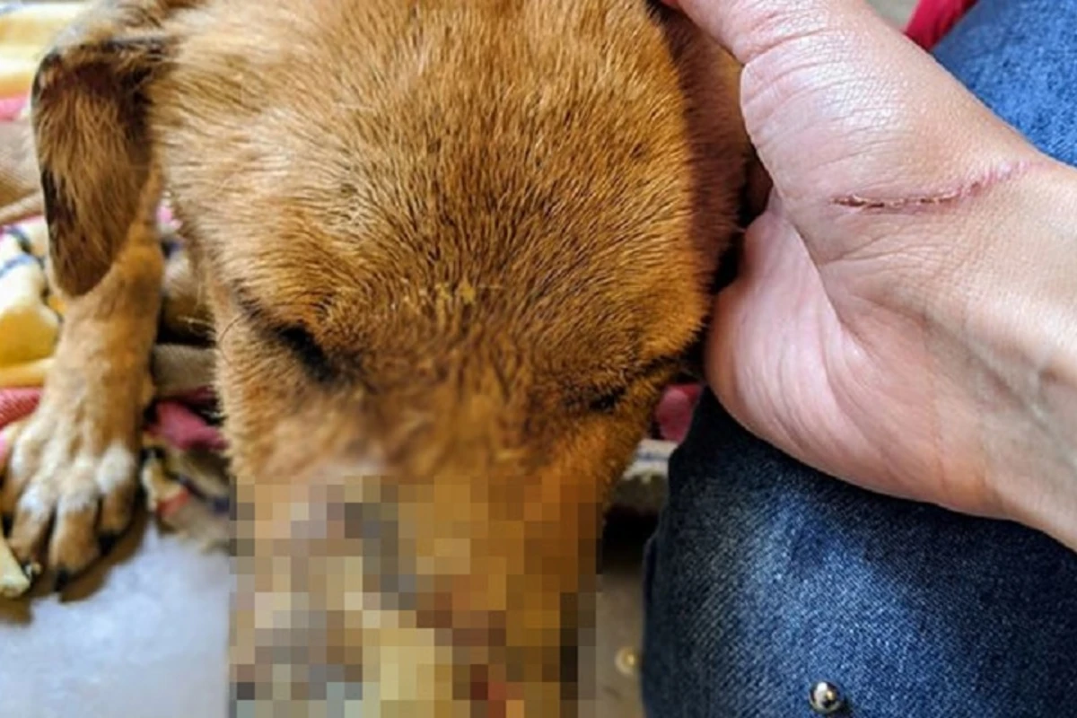Azərbaycanda vəhşilik – İti insanların gözü qarşısında güllələdi - FOTO