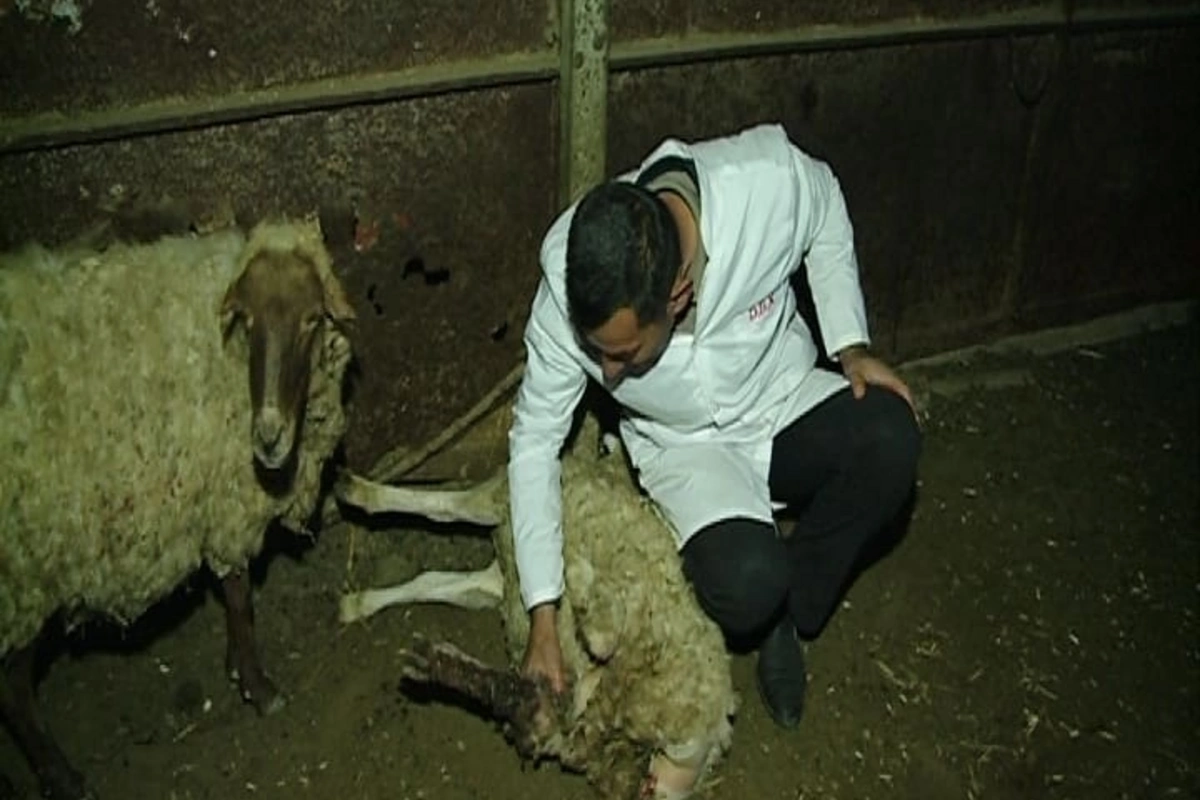Samuxda itlər qoyun sürüsünü parçaladı - FOTO Samuxda itlər qoyun sürüsünü parçaladı - FOTO