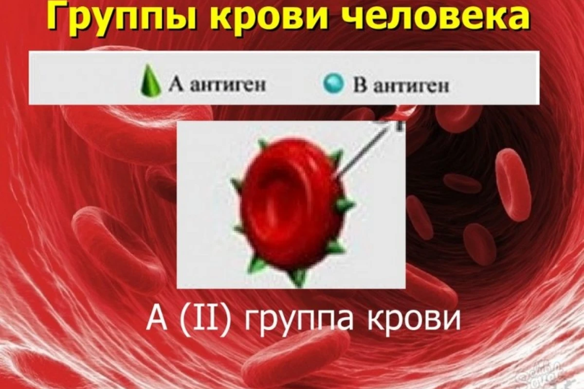 Стало известно, люди какой группы крови чаще всего подвержены раку Стало известно, люди какой группы крови чаще всего подвержены раку