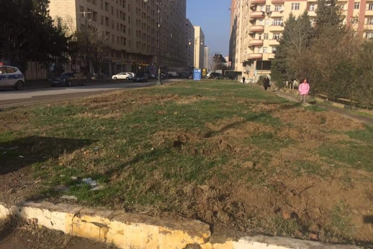 Xırdalanda ağacları kimlər kəsir? - FOTO