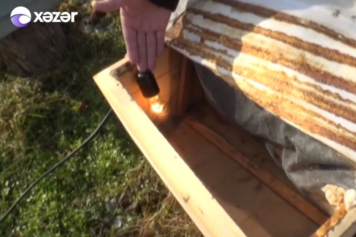 Azərbaycanda fermer elektrik lampasından görün nə etdi - VİDEO