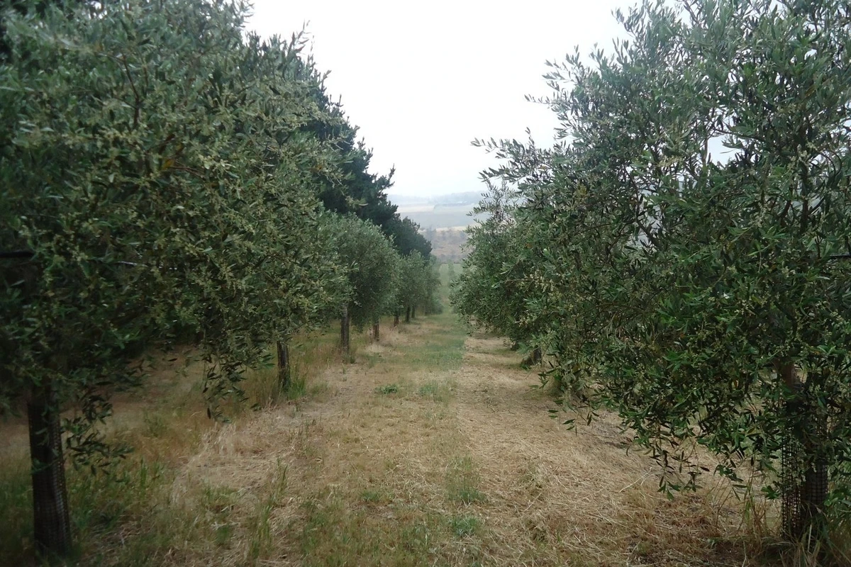 Azərbaycanda yeni layihə - 250 ailə üçün meyvə bağları salındı - FOTO
