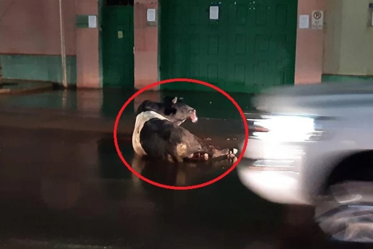 Polis Bakıda insanlara hücum edən dananı güllələdi - VİDEO Polis Bakıda insanlara hücum edən dananı güllələdi - VİDEO