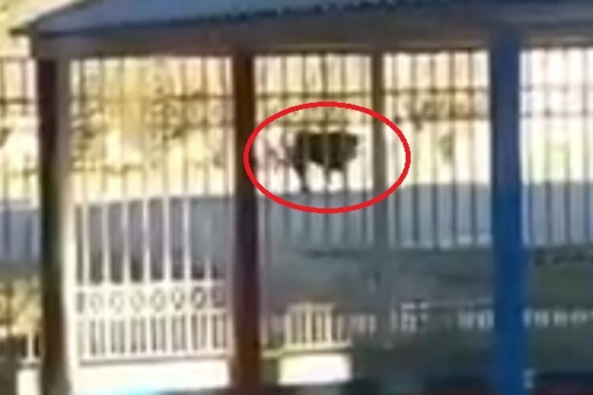 Bakıda ipi qırıb qaçan inək qadını yaraladı - VİDEO