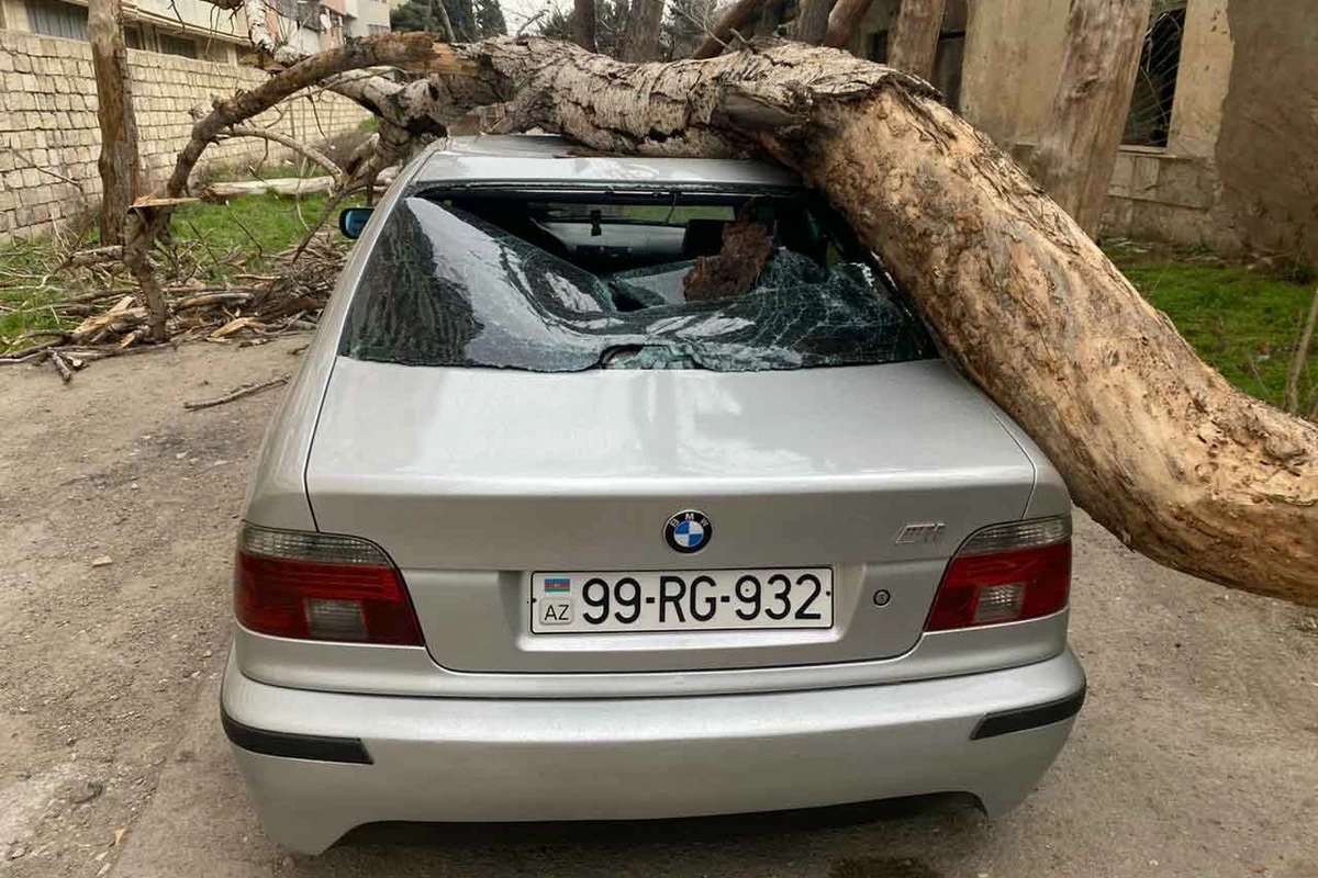 Во дворе бакинской больницы на автомобиль упало дерево - ВИДЕО