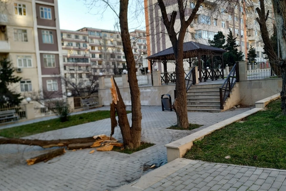 Güclü külək Bakıda ağacları aşırdı - FOTO