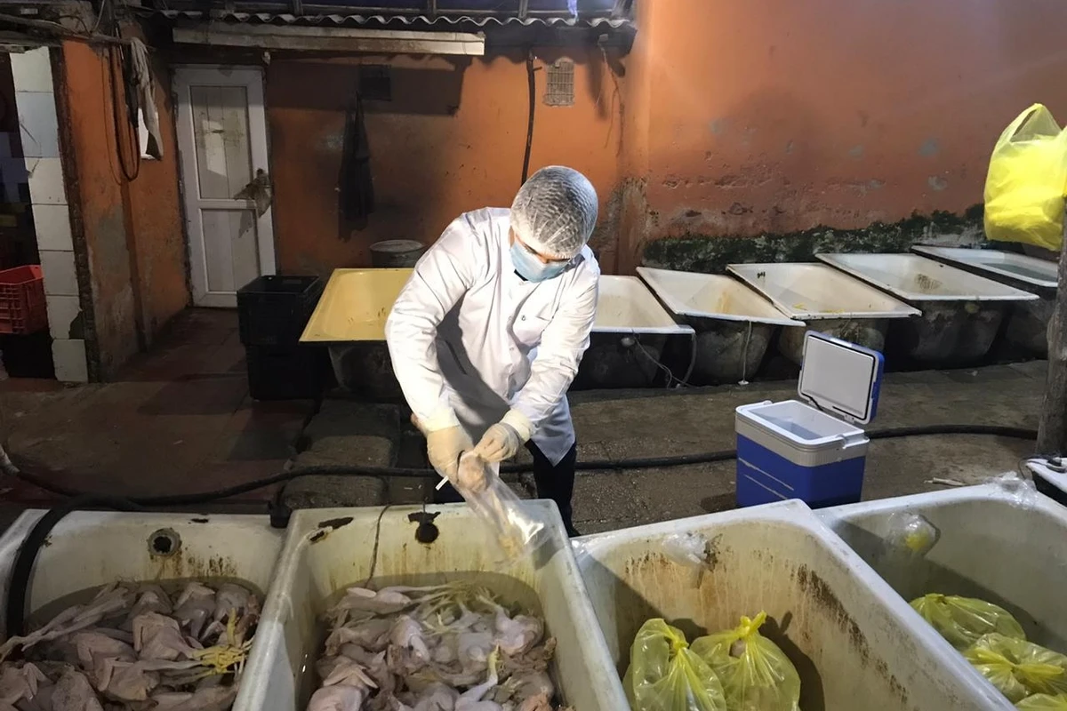 Bakıda quş əti emalı müəssisəsində iyrənc mənzərə - FOTO