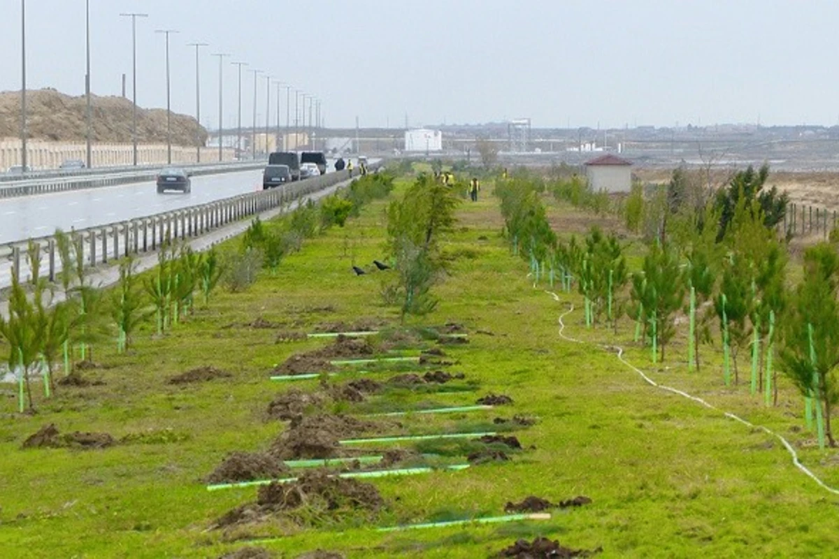 Xırdalanda yolun genişlənməsi məqsədilə ağaclar köçürülüb - FOTO