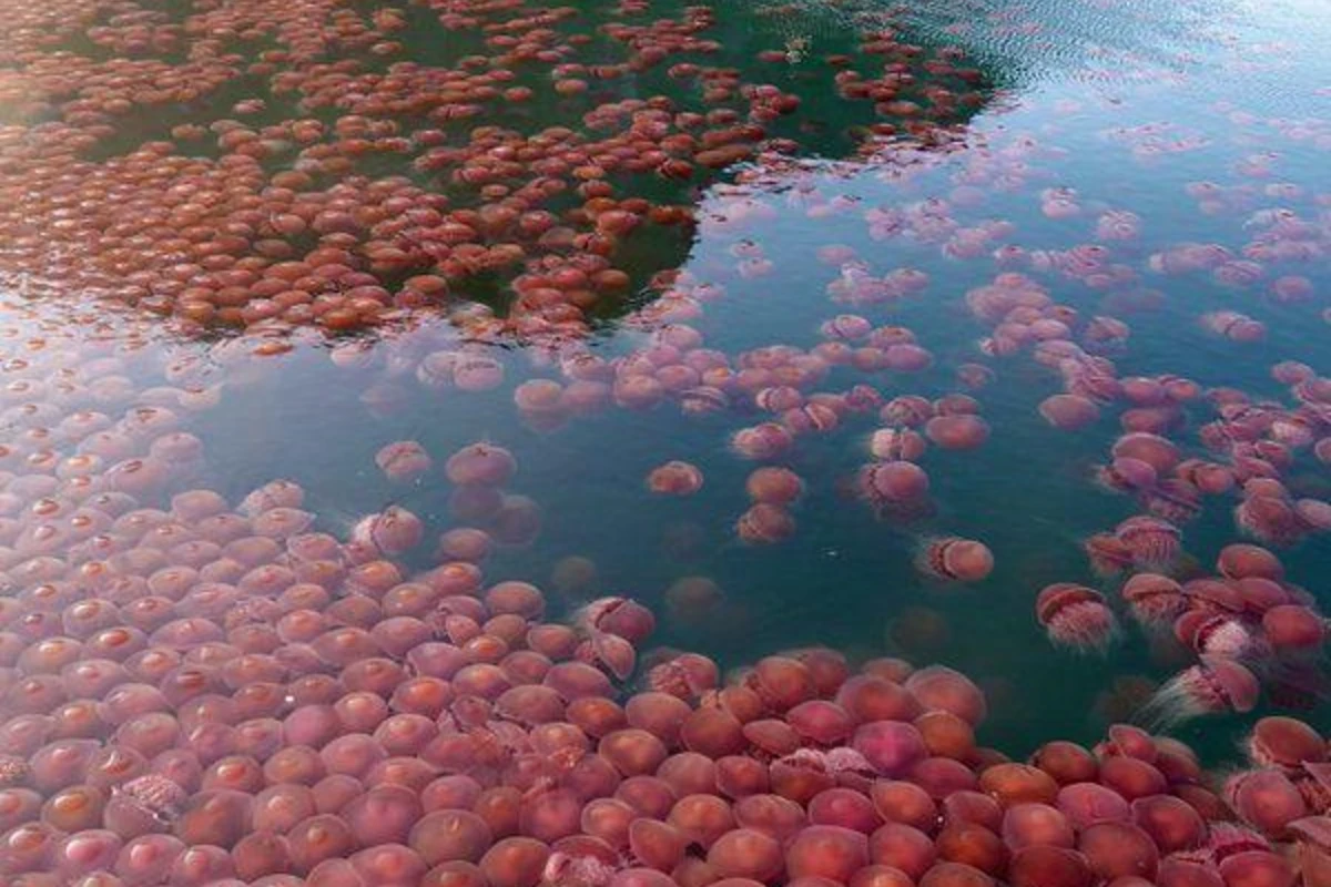 Из-за отсутствия туристов воды пляжей на Филиппинах заполонили томатные медузы  - ВИДЕО
