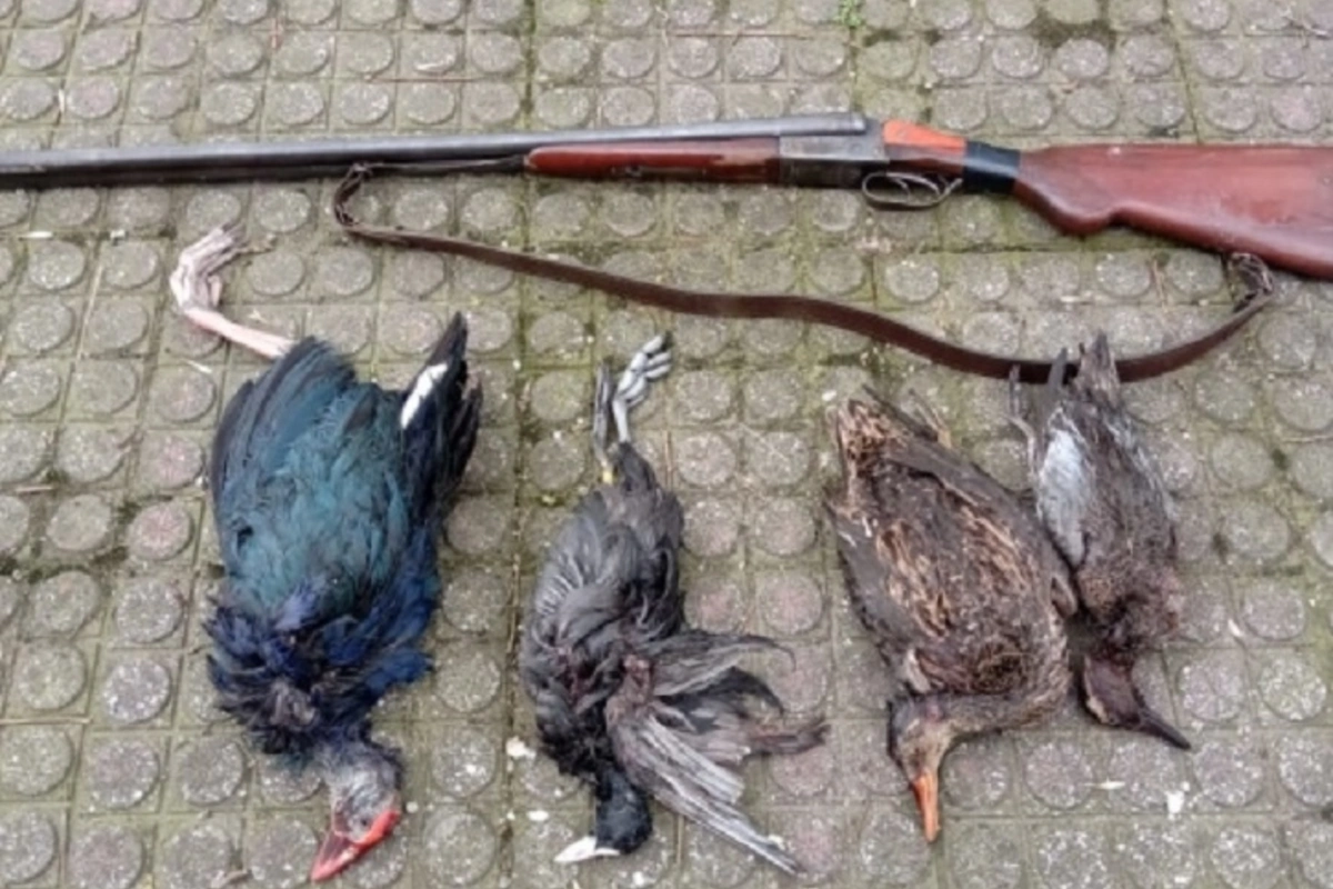 “Qırmızı Kitab”a düşmüş quşları ovlayan şəxs saxlanıldı - FOTO
