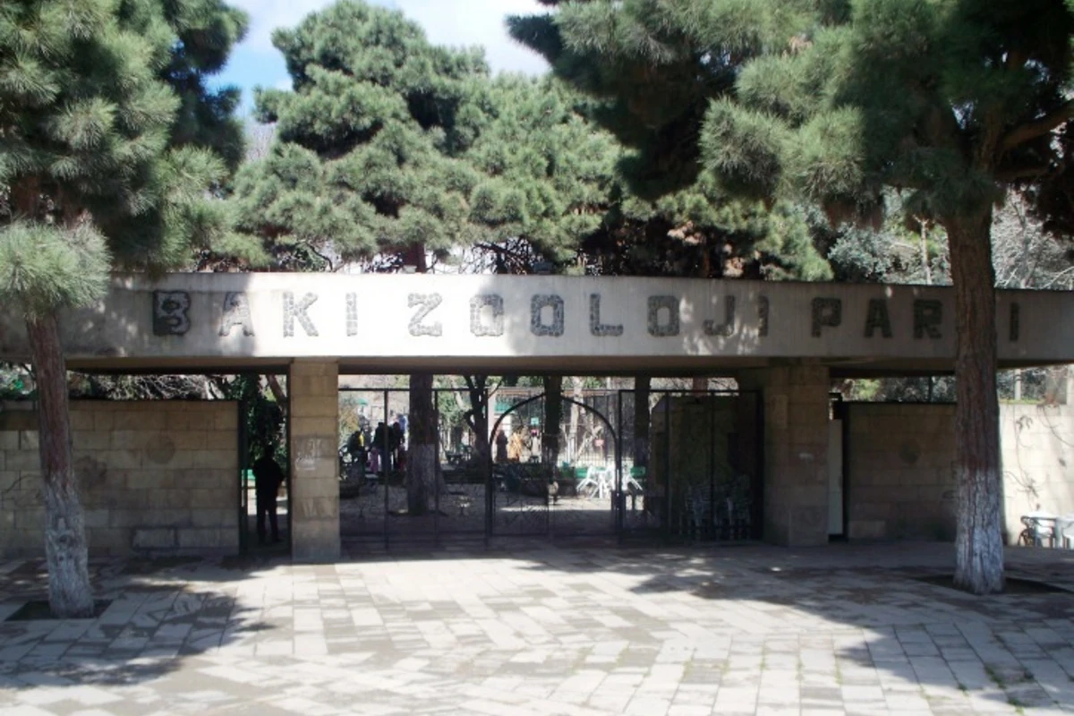 Koronavirus Bakı zooparkında heyvanlara necə təsir edib? - RƏSMİ AÇIQLAMA