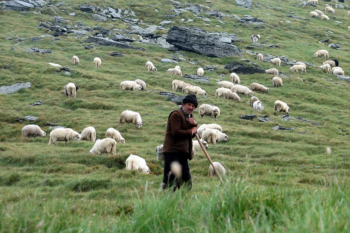 Azərbaycanda fermer tibb məntəqəsini çobanlarının yaşayış yerinə çevirdi - RƏSMİ AÇIQLAMA