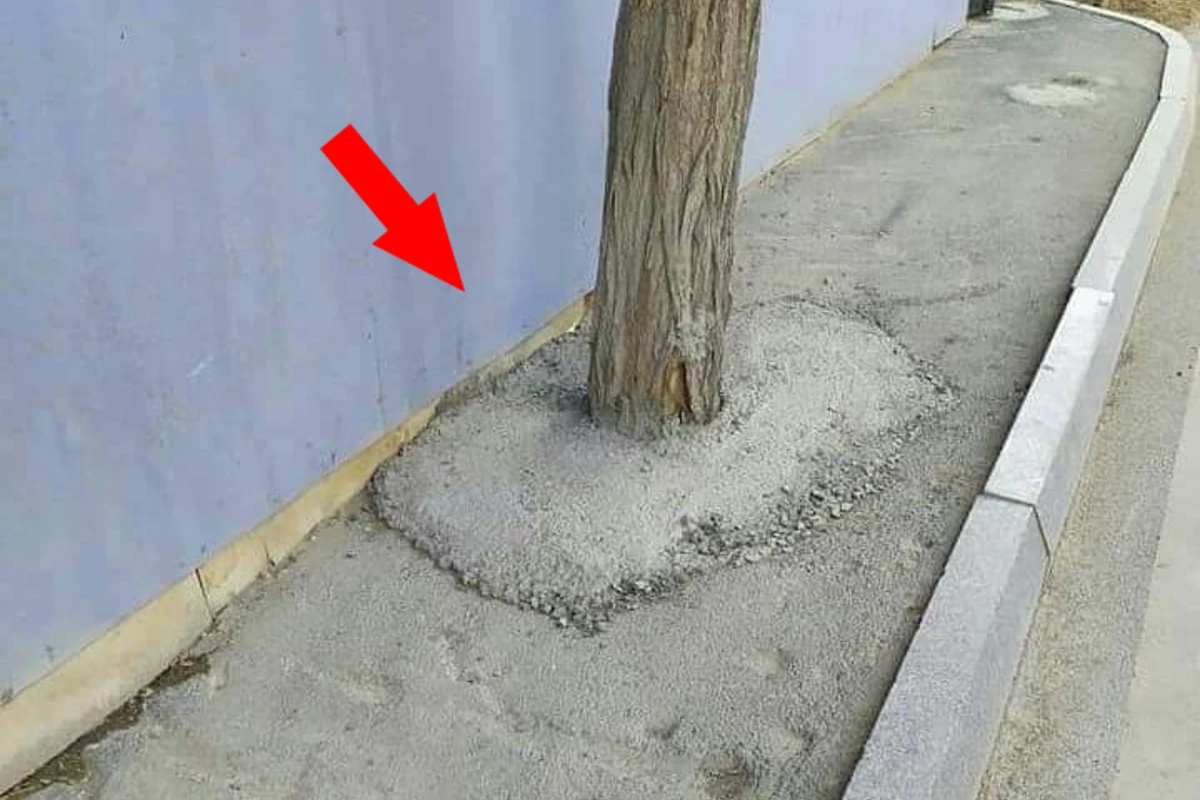 Bakıda ağacın dibini betonlayan tikinti şirkəti cəzalandırıldı Bakıda ağacın dibini betonlayan tikinti şirkəti cəzalandırıldı