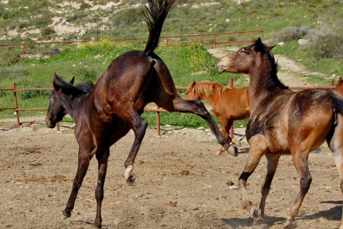 Azərbaycanda at 32 yaşlı kişini vurub komaya saldı