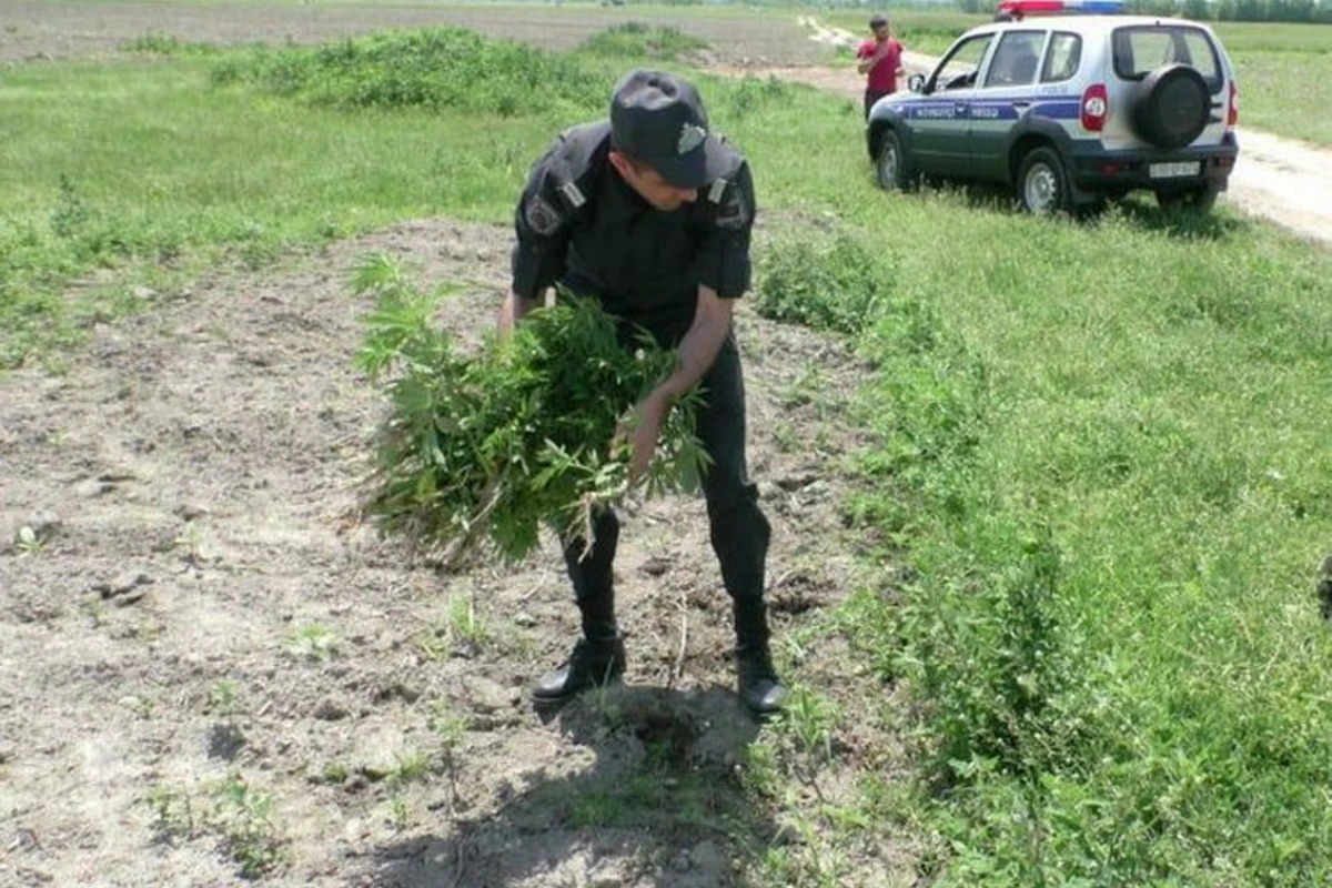Balakəndə 1 tondan çox narkotik yandırıldı - FOTO Balakəndə 1 tondan çox narkotik yandırıldı - FOTO