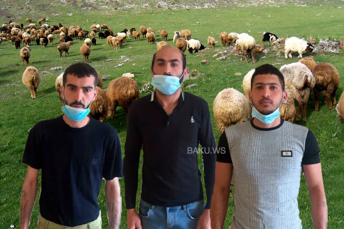 Keçmiş məhkumlar bu dəfə qoyun oğurladılar - FOTO