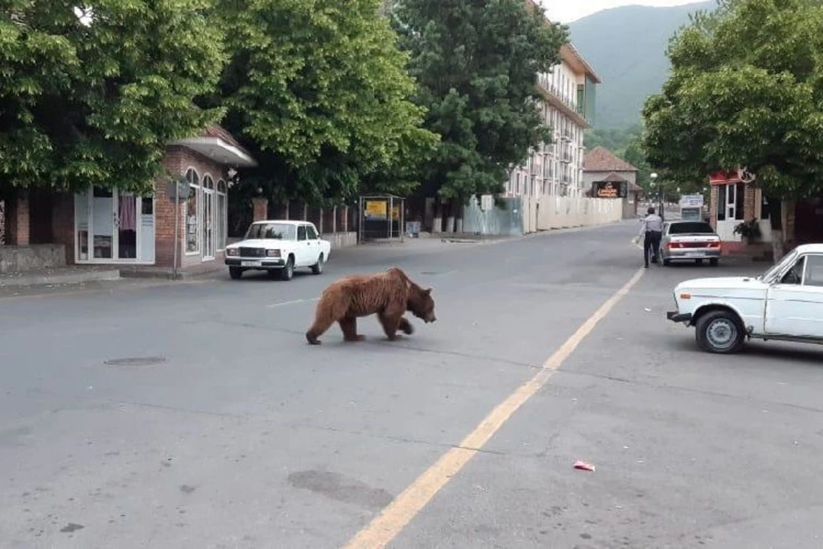 Медведь будет доставлен в Алтыагаджский Национальный парк - ВИДЕО - ОБНОВЛЕНО Медведь будет доставлен в Алтыагаджский Национальный парк - ВИДЕО - ОБНОВЛЕНО
