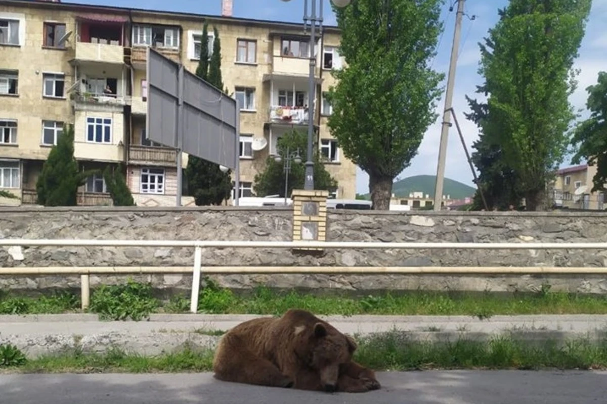 Şəhərin mərkəzində gəzən ayı tutuldu - YENİLƏNİB - VİDEO Şəhərin mərkəzində gəzən ayı tutuldu - YENİLƏNİB - VİDEO