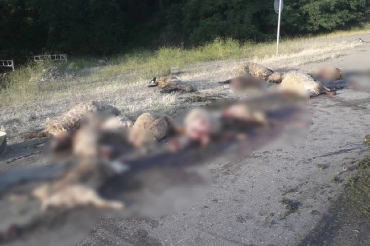 Göygöldə KamAZ qoyun sürüsünə çırpılıb, 25 qoyun ölüb - FOTO Göygöldə KamAZ qoyun sürüsünə çırpılıb, 25 qoyun ölüb - FOTO
