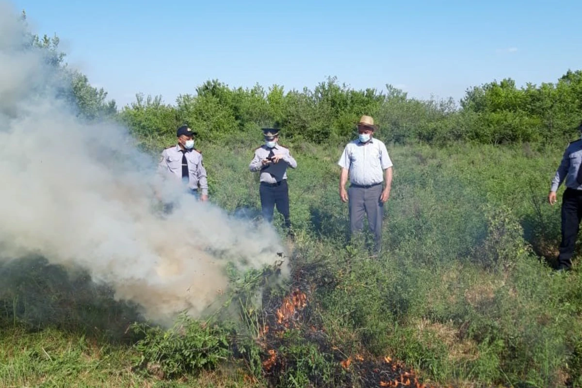 Azərbaycanda narkotik bitki plantasiyası aşkarlandı - FOTO