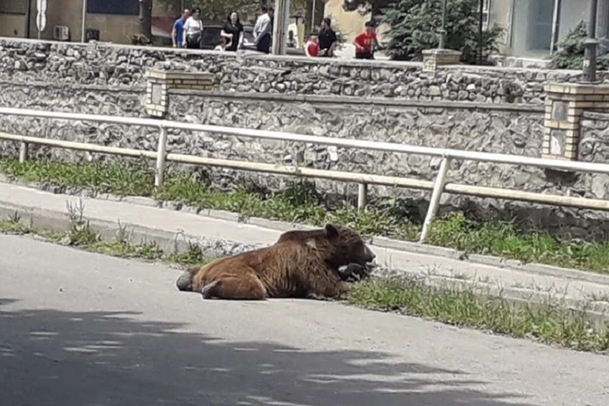 Şəkidə vahimə yaradan ayının son görüntüsü - FOTO