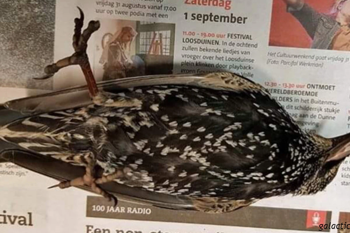 В Голландии тестировали 5G - сотни птиц погибли сразу же! Что это было? - ФОТО